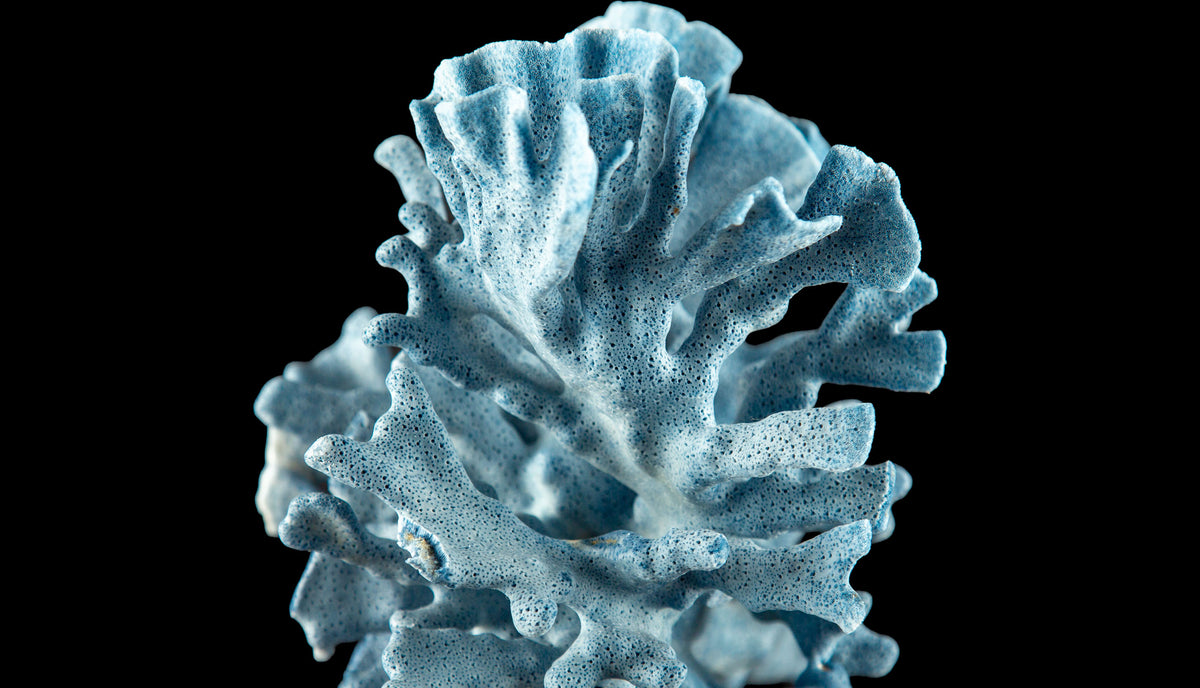 Mounted Blue Coral