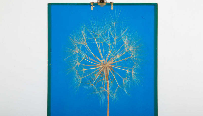 Nature Suspended: Lucite Dandelion Lamp