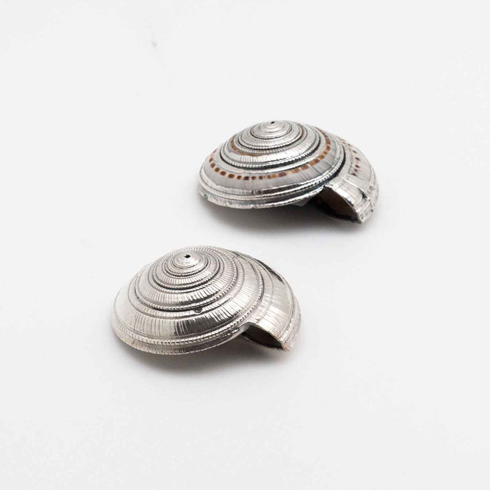 Silvered Architectonica Shell