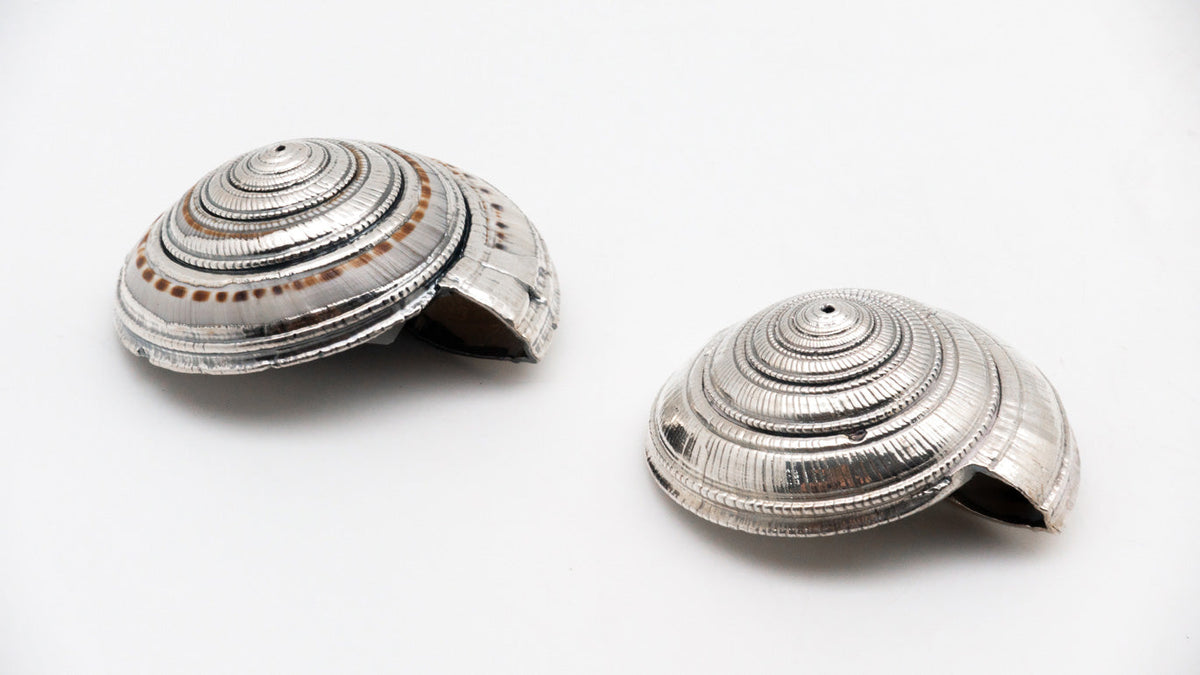 Silvered Architectonica Shell