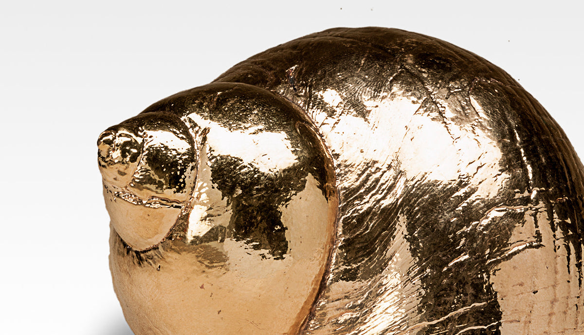 Gilded Burgus Andreina Shell