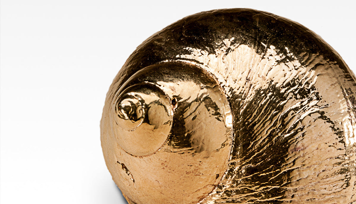 Gilded Burgus Lineate Shell