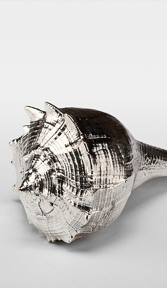 Silvered Busycon Shell