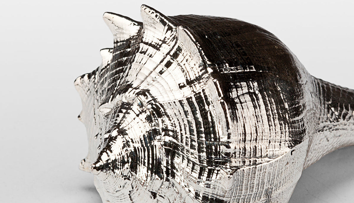 Silvered Busycon Shell