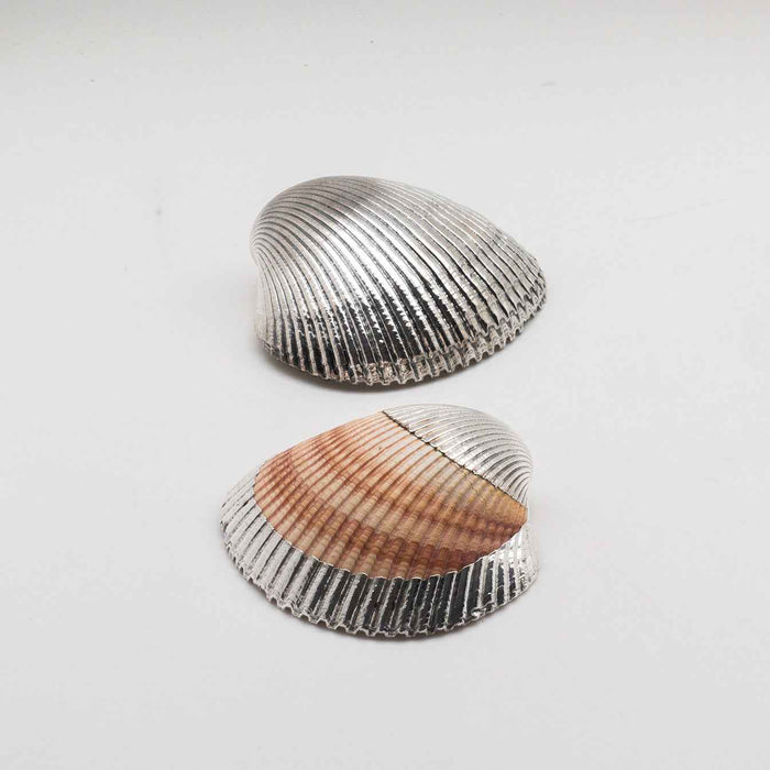 Silvered Cardium Shell