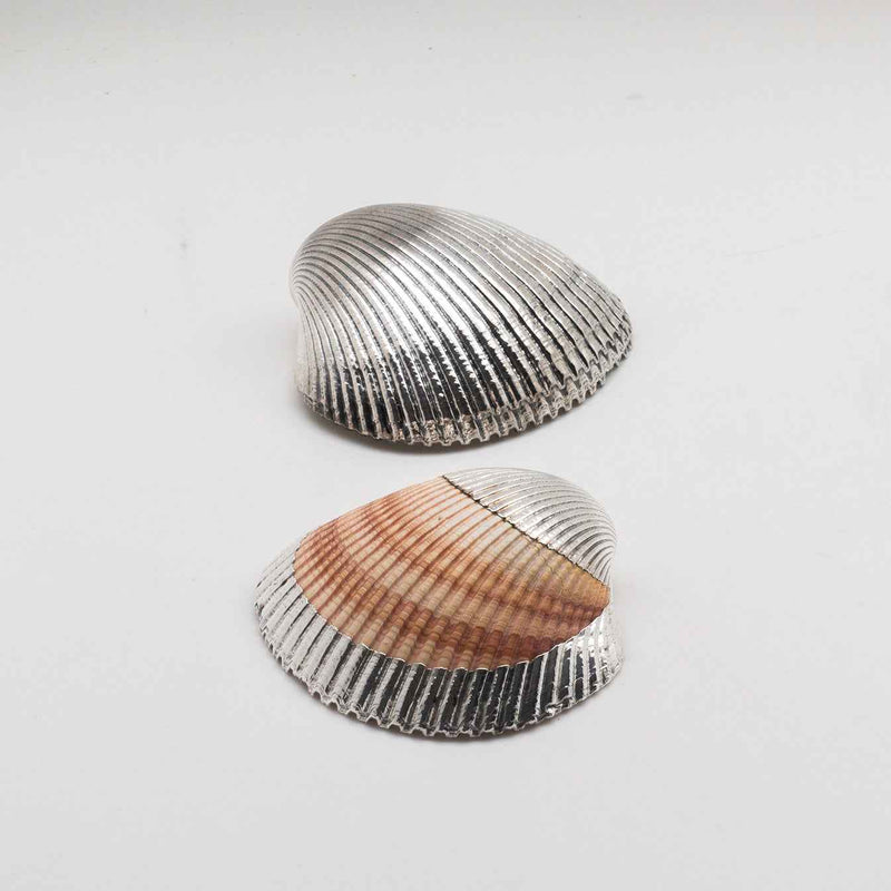 Silvered Cardium Shell