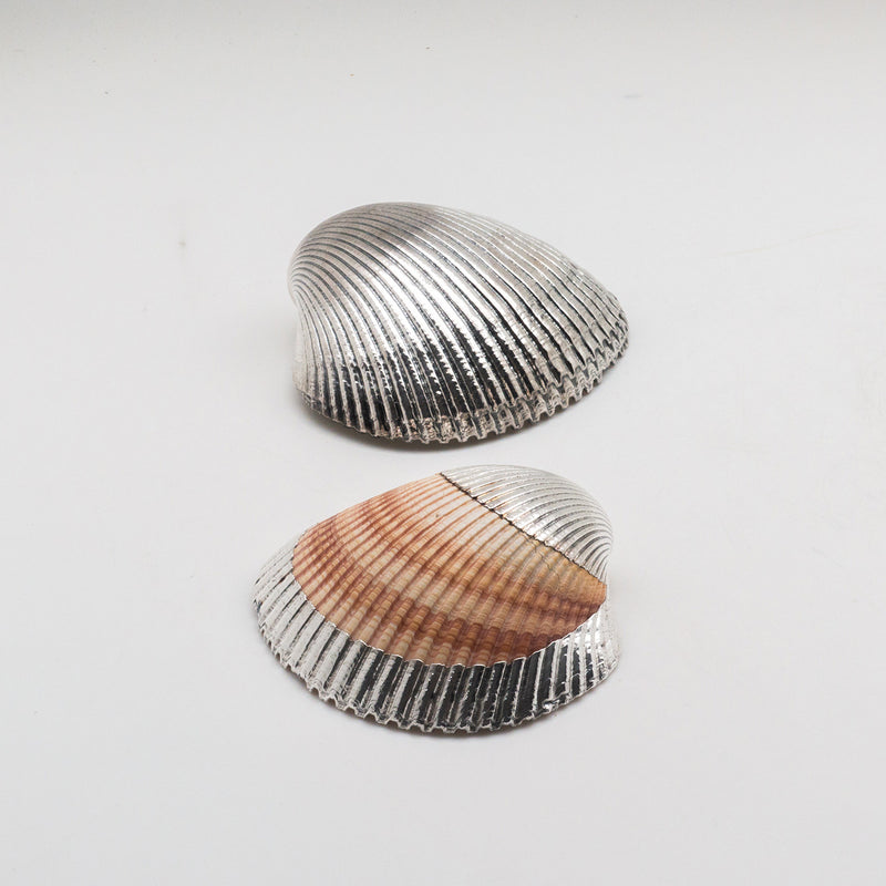 Silvered Cardium Shell