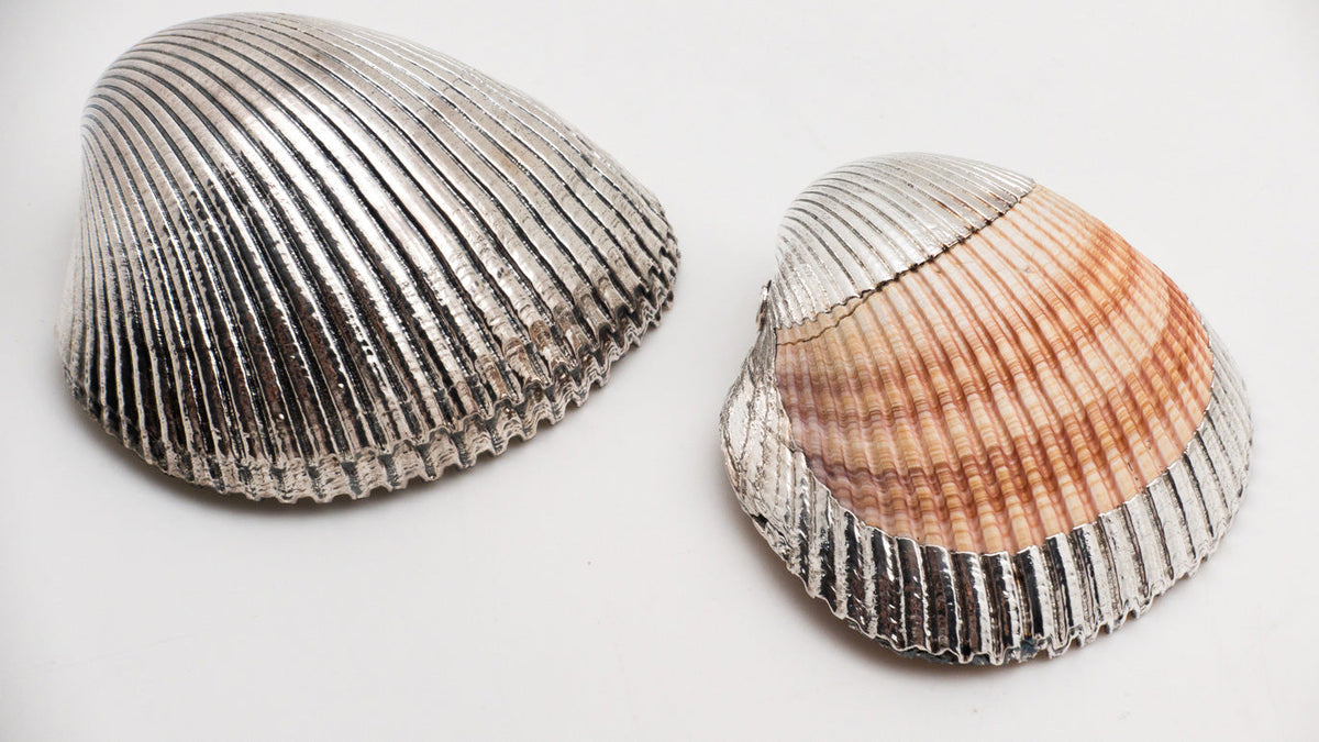 Silvered Cardium Shell