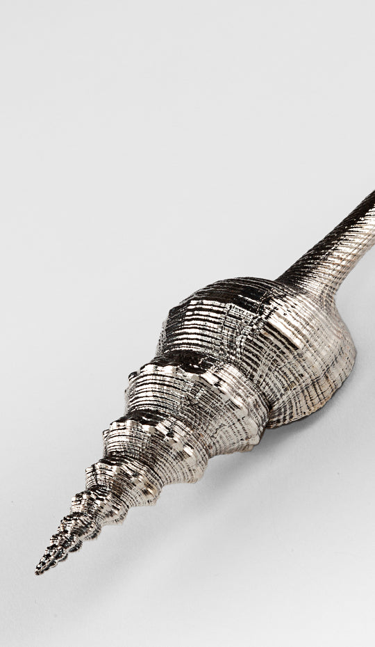Silvered Distaff Spindle Shell