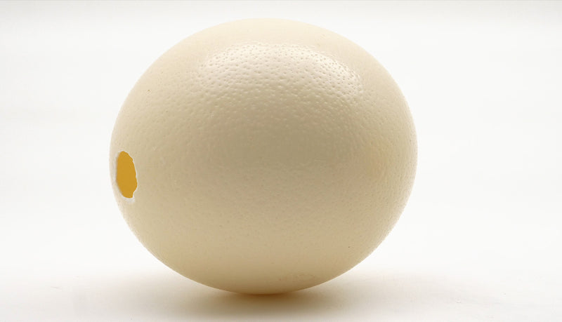 Ostrich Egg
