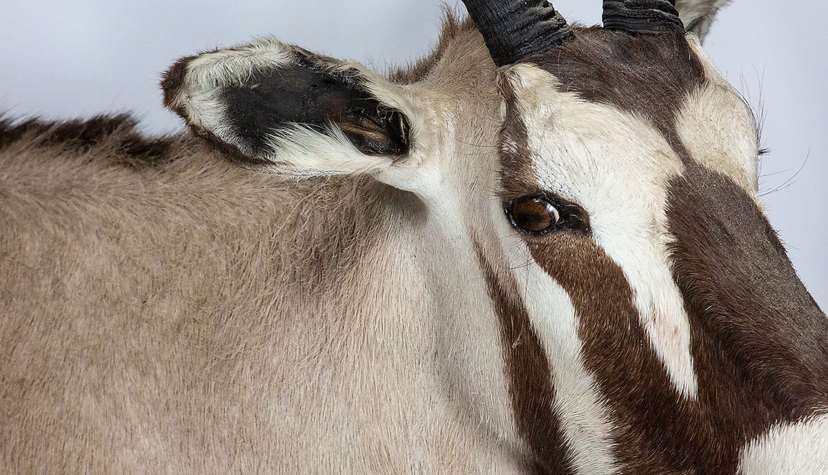 Taxidermy Gemsbock