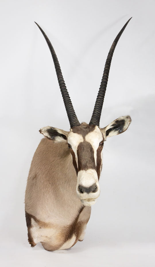 Taxidermy Gemsbock