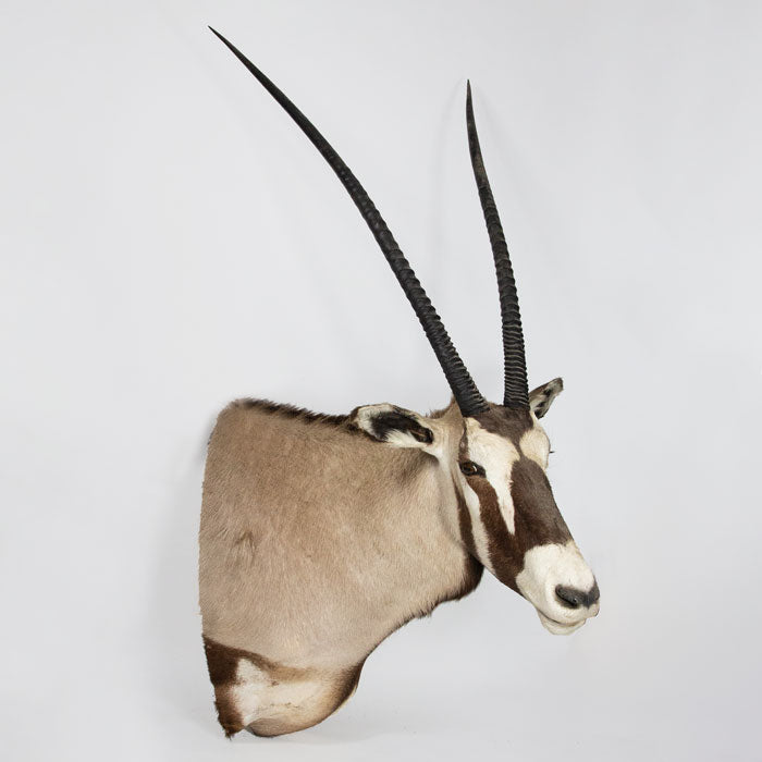 Taxidermy Gemsbock