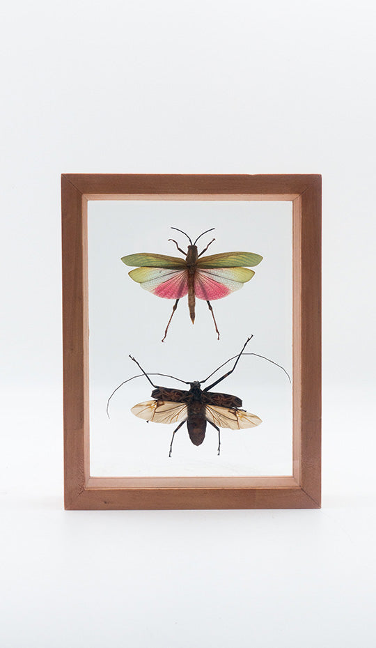 Titanacris Humboldtii & Acrocinus Longimanus, Mounted, Double Glass