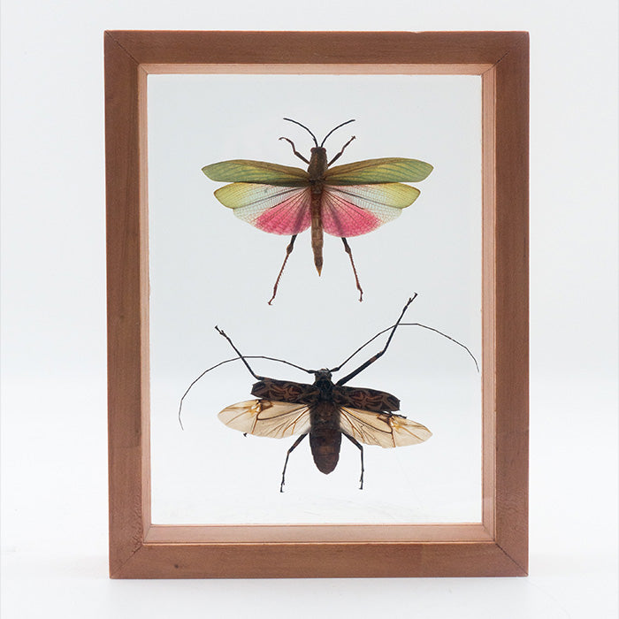 Titanacris Humboldtii & Acrocinus Longimanus, Mounted, Double Glass