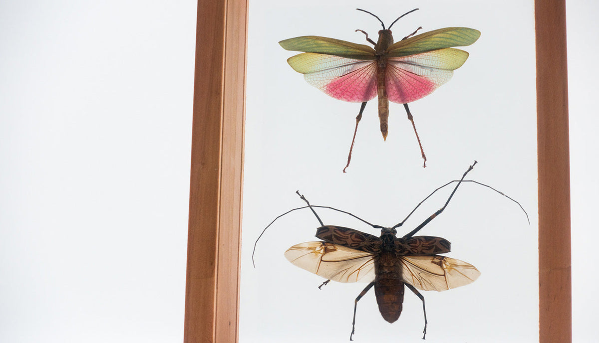Titanacris Humboldtii & Acrocinus Longimanus, Mounted, Double Glass