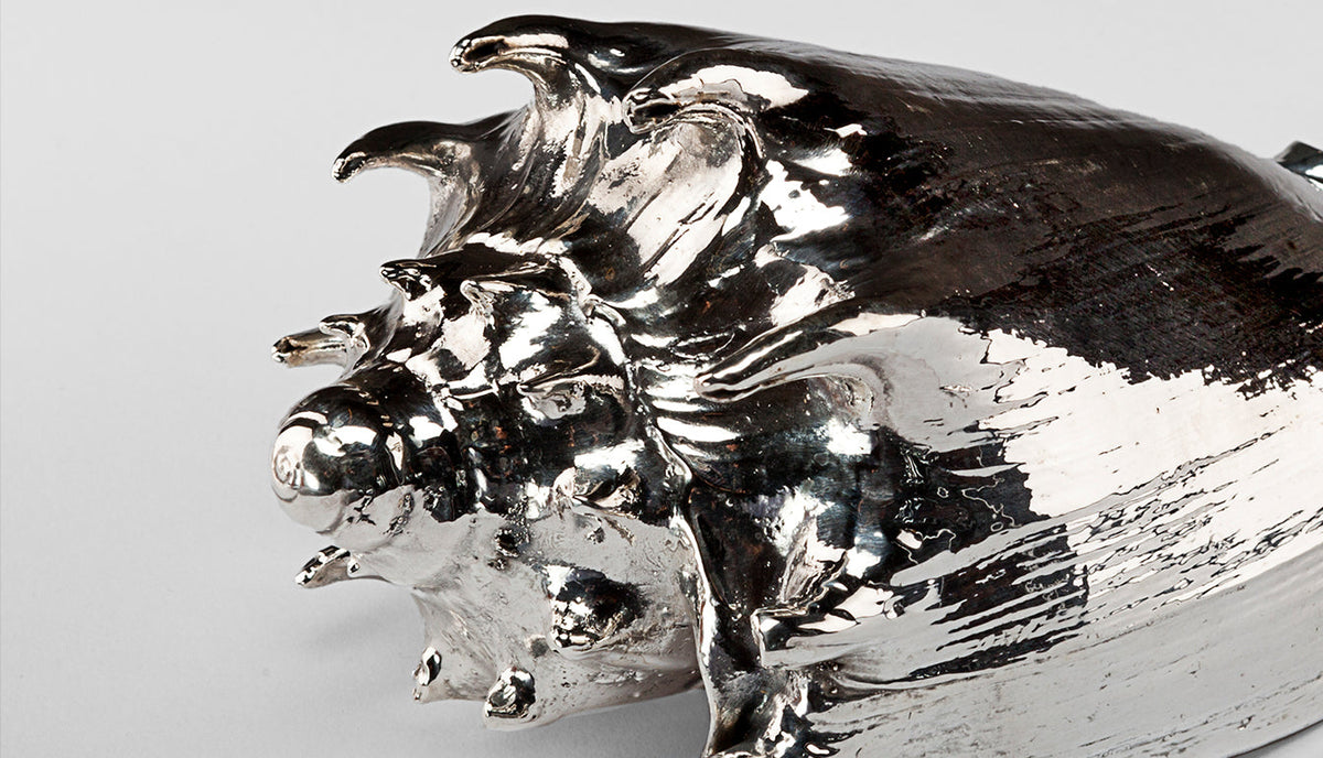 Silvered Imperialis Shell