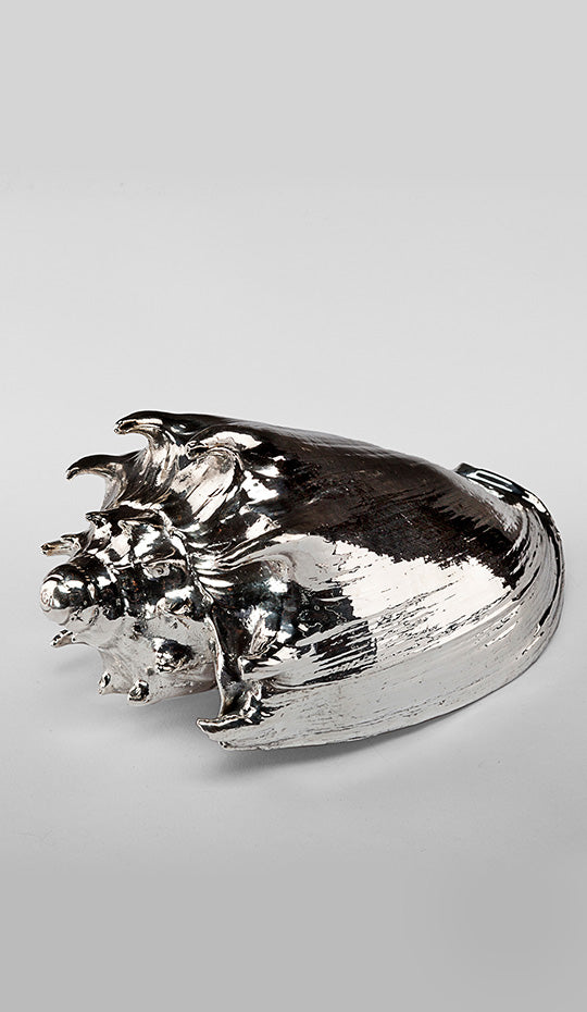 Silvered Imperialis Shell