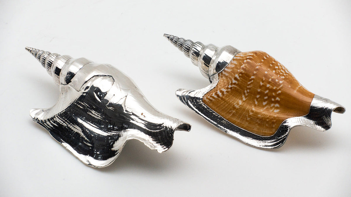 Silvered Lister's Conch