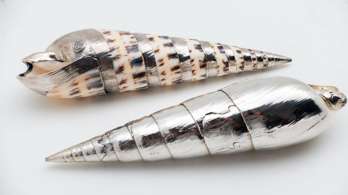 Silvered Marlinspike Shell