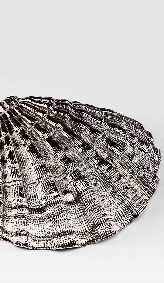 Silvered Pecten Shell