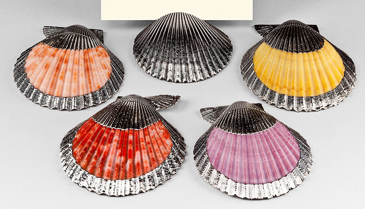 Silvered Cockle Shell Place card Holder