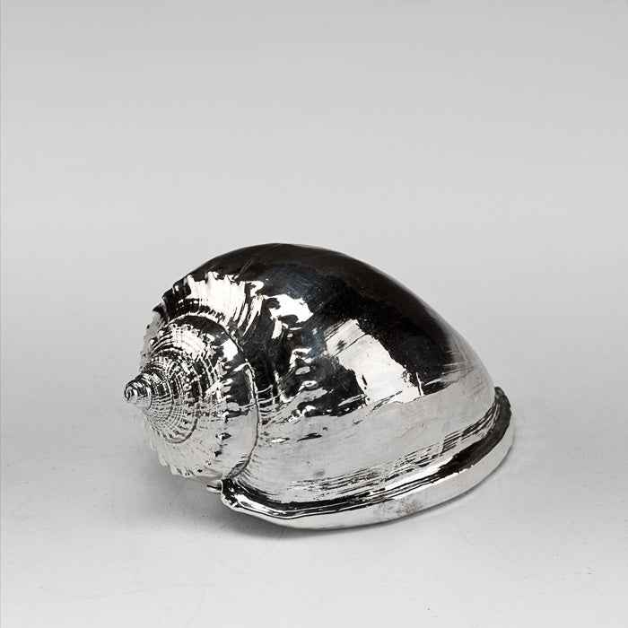 Silvered Scotch Bonnet Shell