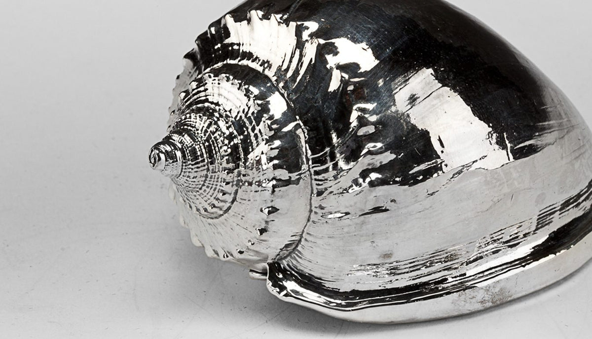 Silvered Scotch Bonnet Shell