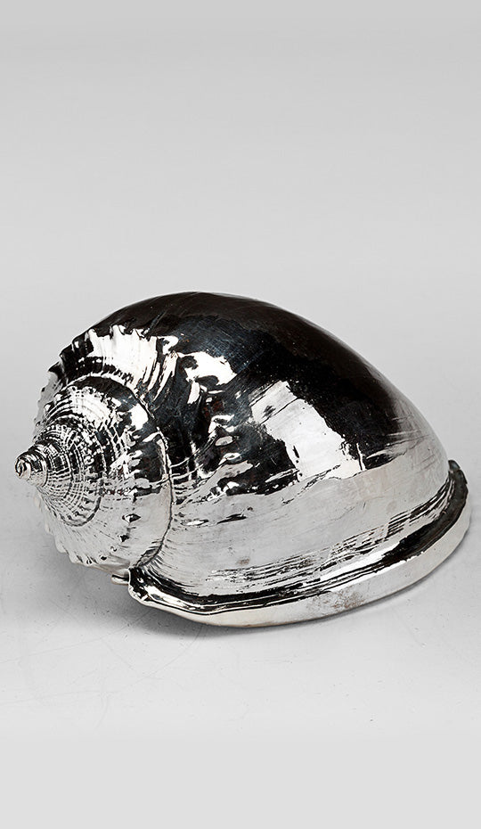 Silvered Scotch Bonnet Shell