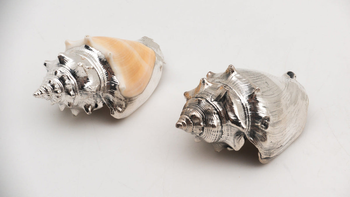 Silver Strombus Pugilis Shell