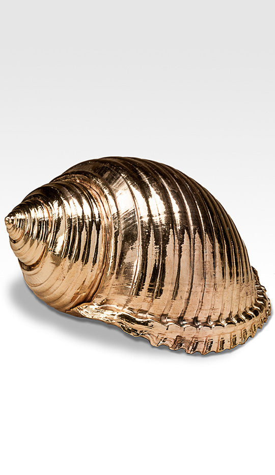Gilded Tonna Shell